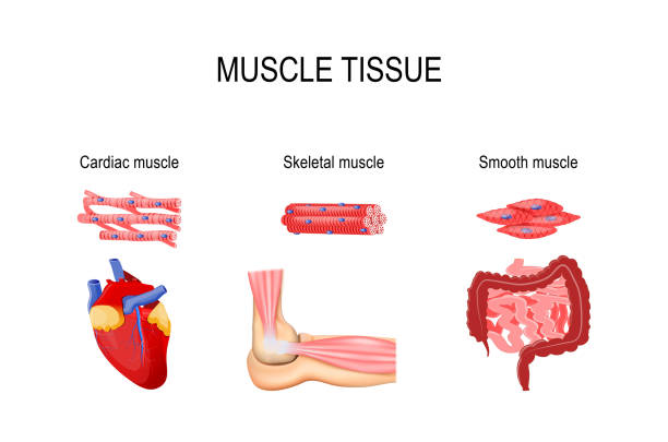 Muscle Tissue Stock Illustration - Download Image Now - Muscle, Muscular  Build, Smooth - iStock