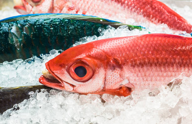 istock Fresh seafood on ice at the fish market 1004027046