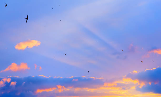 istock Barn swallow birds over sunrise sky background 1004029998