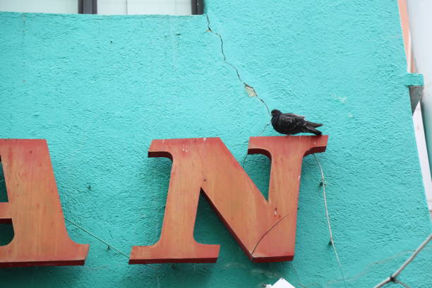 Low Angle View Of Pigeon Perching On Sign
