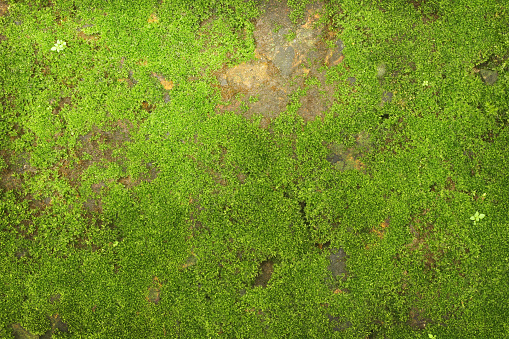 texture of green moss on stone wall background