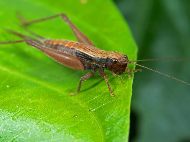 istock Macro Photo of Brown Grasshopper on Green Leaf 1004041624