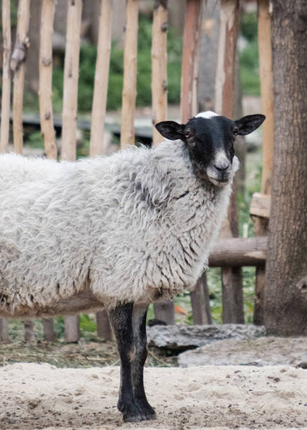 istock Dark-Faced Sheep attentively looks at the camera 1004045170