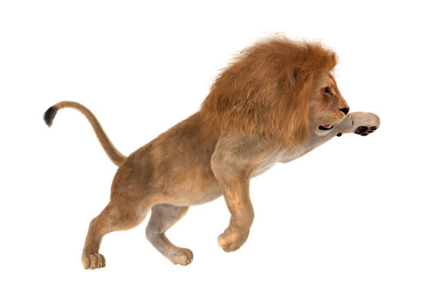 3D rendering of a male lion isolated on white background