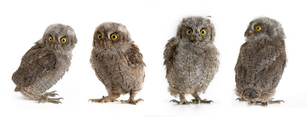 istock Collage of European scops owl (Otus scops) isolated on white background 1004049444