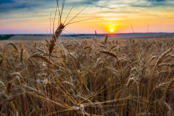 istock beautiful sunset and sky in the field as background, colorful clouds 1004053074