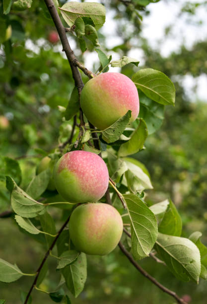 istock Summer apples and fresh picturesque garden 1004053666