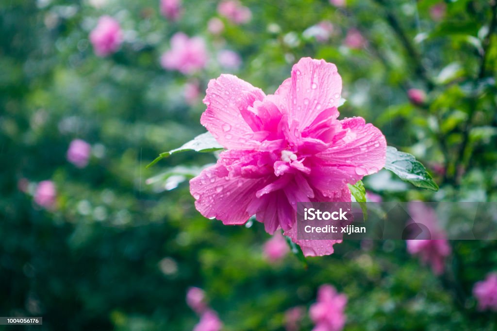 Hibiscus flower in the rain Blossom Stock Photo