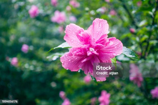 Hibiscus Flower In The Rain Stock Photo - Download Image Now - Blossom, Blurred Motion, Botany
