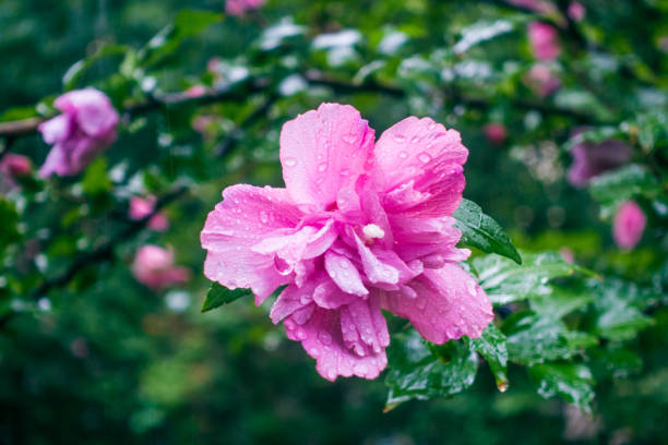 Hibiscus flower in the rain