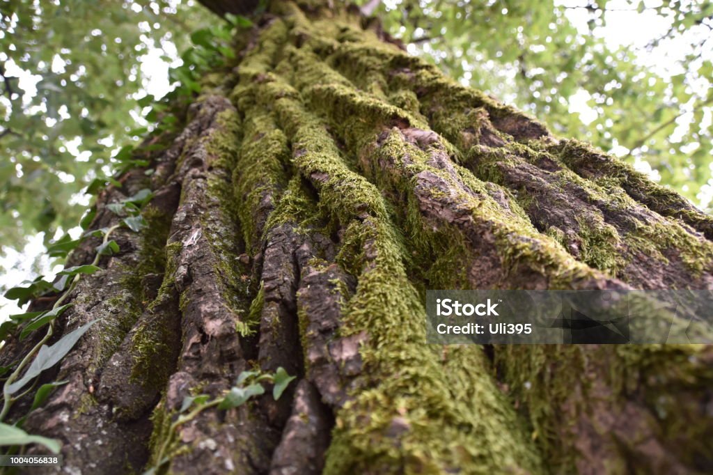 500 year old tree Old tree in Switzerland Forest Stock Photo