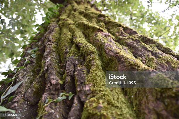 500 Year Old Tree Stock Photo - Download Image Now - Forest, Horizontal, Landscape - Scenery