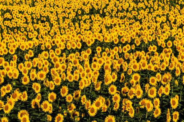 Blooming Sunflower Field in Turkey.