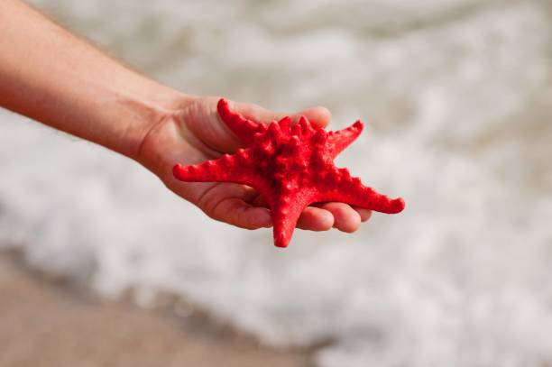 istock Cropped Hand Holding Starfish On Shore At Beach 1004066054