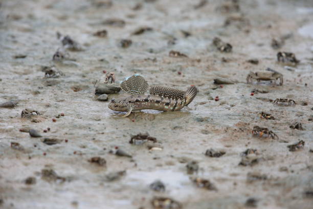 istock Mudskipper jumping on tideland, Sabah, Borneo, Malaysia 1004068730