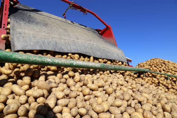 istock Agricultural potato harvest 1004073076