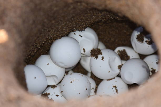 Loggerhead turtle eggs in man-made nest cavity Loggerhead sea turtle eggs (Caretta caretta) in the a relocated nest.. Photo taken in the Paphos area of Cyprus. Nikon D7200 with Nikon 200mm Macro lens sea turtle egg stock pictures, royalty-free photos & images