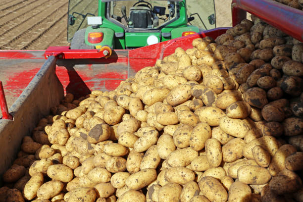istock Agricultural potato harvest 1004073520