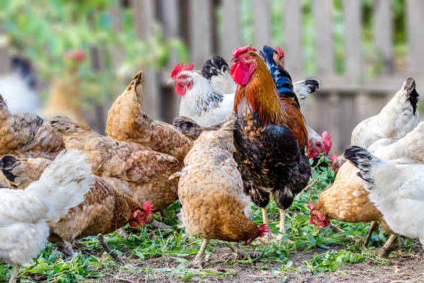 istock feathered chicken and rooster on grazing 1004081320