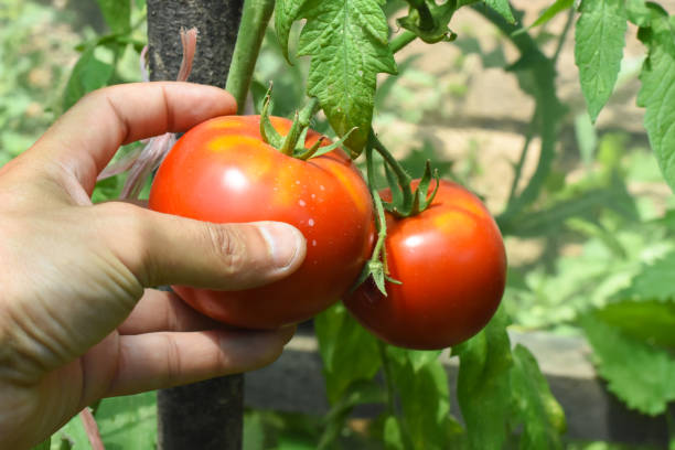 istock Hand take ripe natural tomatoes in garden 1004081650