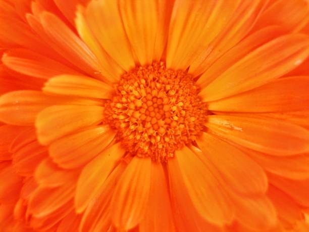 zoom su di fiori di calendula arancione - pot marigold single flower flower flower head foto e immagini stock