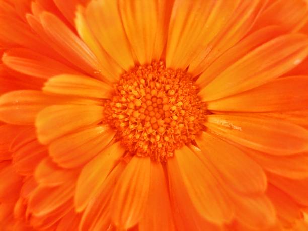 Zoom up of orange calendula flowers