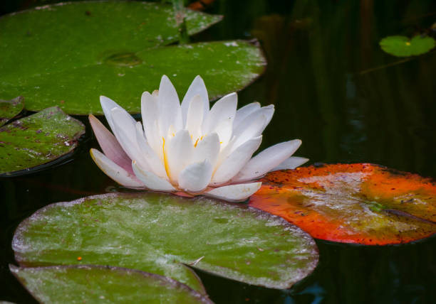 istock A white flower with dense petals growing up on the water among w 1004089994