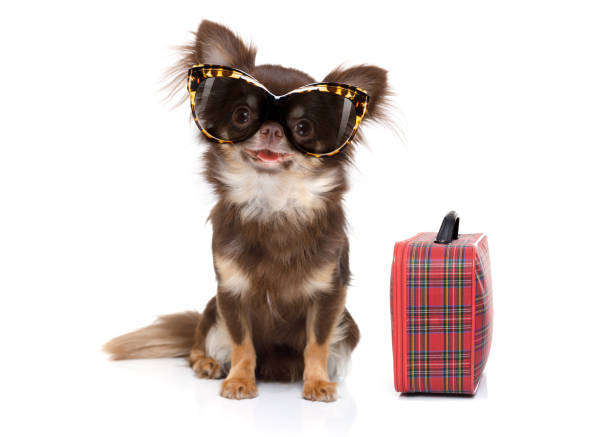 Chihuahua Glasses/Sunglasses Case Chihuahua Glasses/Sunglasses Case