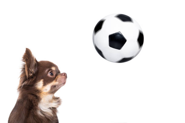 istock chihuahua soccer dog 1004105242