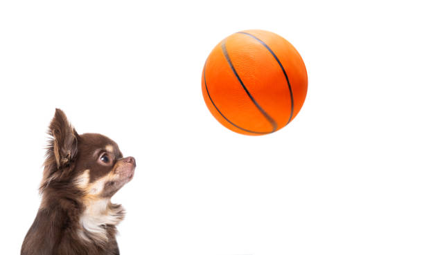 chihuahua basketball dog