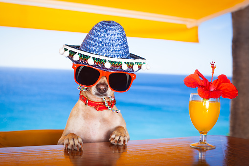 funny cool chihuahua dog drinking cocktail at the bar in a  beach club party with ocean view