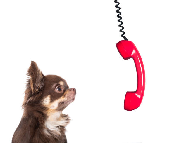 istock burnout  dog at work with telephone 1004105366