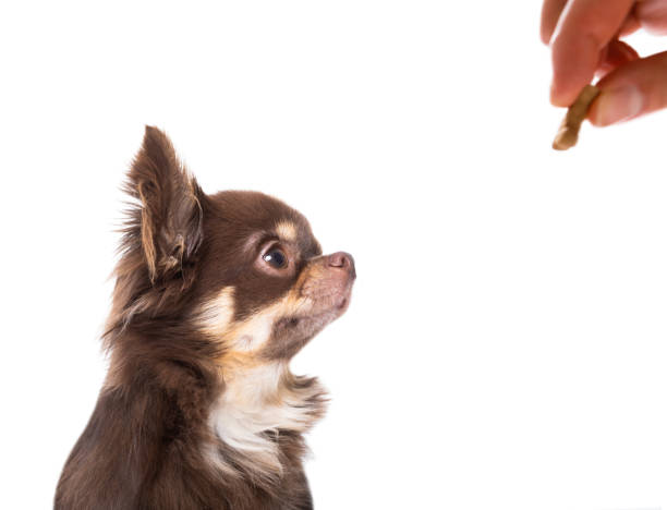 istock dog  gets a treat 1004105378