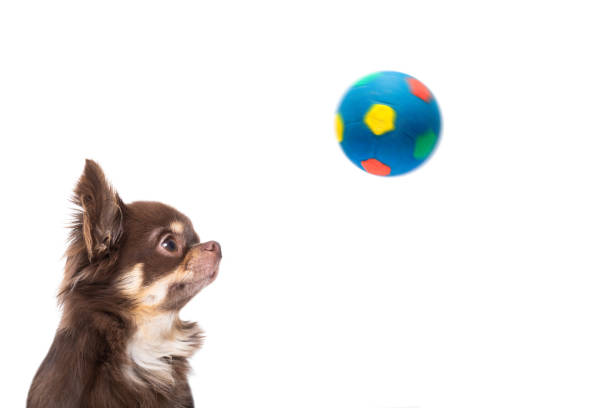 istock chihuahua soccer dog 1004105412