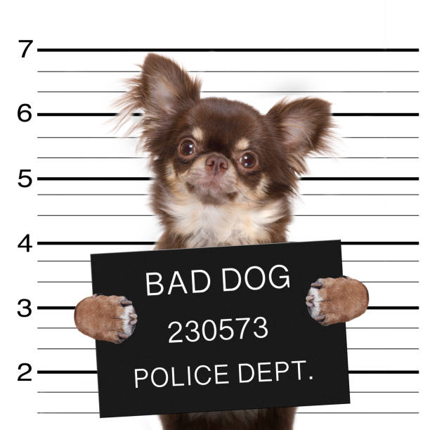 istock police mugshot dog 1004105626