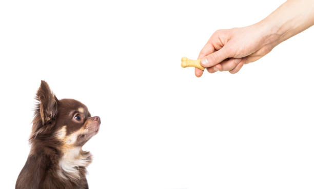 istock dog gets a cookie treat 1004105688