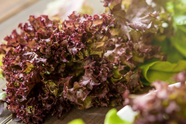 Fresh red oak leaf lettuce vegetable Fresh red oak leaf lettuce vegetable prepared for making salad green leaf lettuce stock pictures, royalty-free photos & images