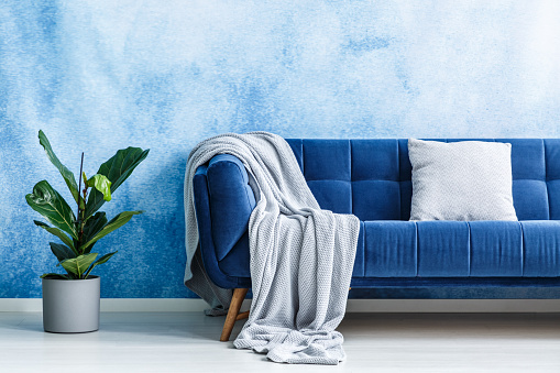 Big navy blue plush settee with gray cushion and blanket next to a green plant against ombre wall in a modern living room interior. Real photo.