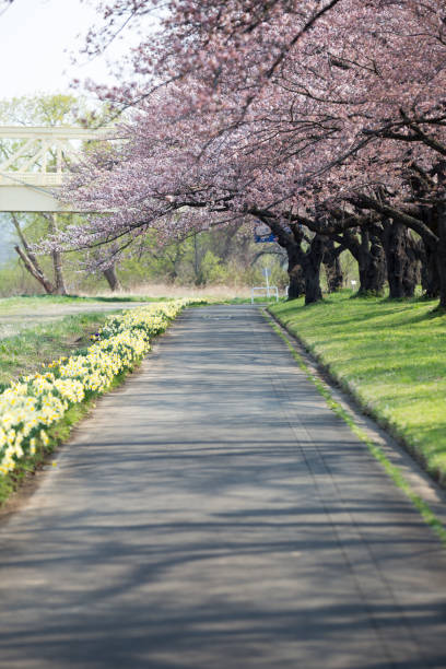 istock Pathway and Cherry blossoms bloom or sakura at Kitakami Tenshochi Park 1004111726