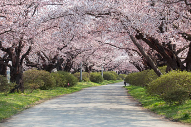 istock Cherry blossoms bloom or sakura at Kitakami Tenshochi 1004111730