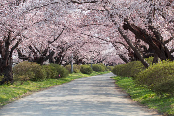 istock Cherry blossoms bloom or sakura at Kitakami Tenshochi 1004111746
