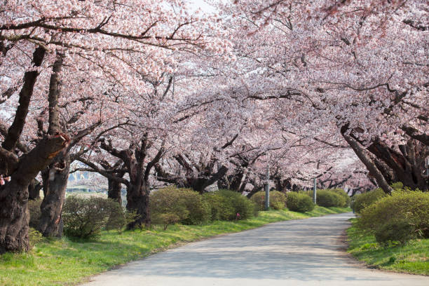 istock Cherry blossoms bloom or sakura at Kitakami Tenshochi 1004111750