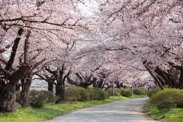 istock Cherry blossoms bloom or sakura at Kitakami Tenshochi 1004111754