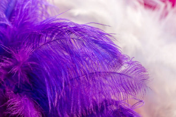 istock Beautiful bird feathers for decorative aims 1004111958