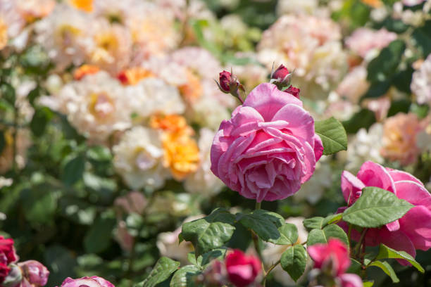 istock Blooming beautiful colorful rose in floral background 1004112236