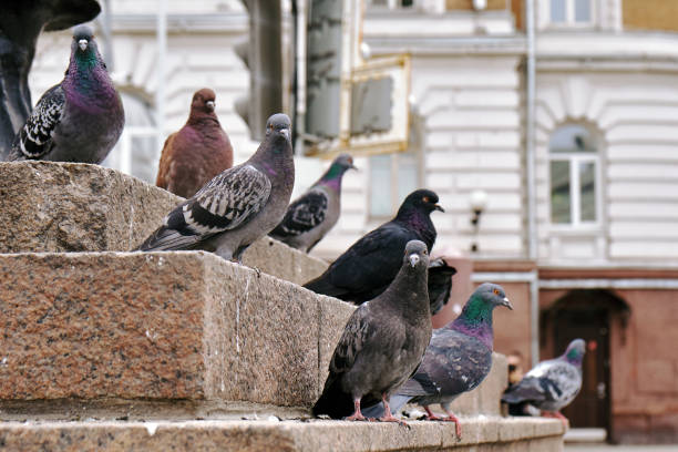 istock Pigeons sitting on the granite steps in Moscow 1004113326