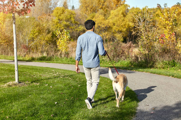 istock You'll never walk alone if you own a dog 1004114060