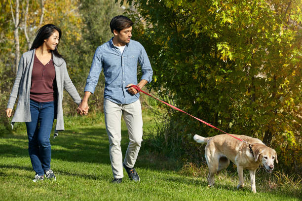 istock Dogs are always in charge! 1004114074