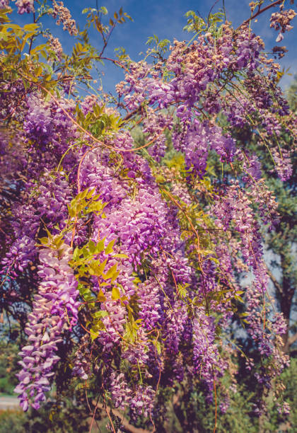 istock beautiful wisteria flowers 1004118230
