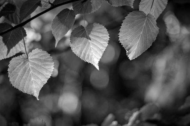 istock Leaf of the Handkerchief tree 1004122774